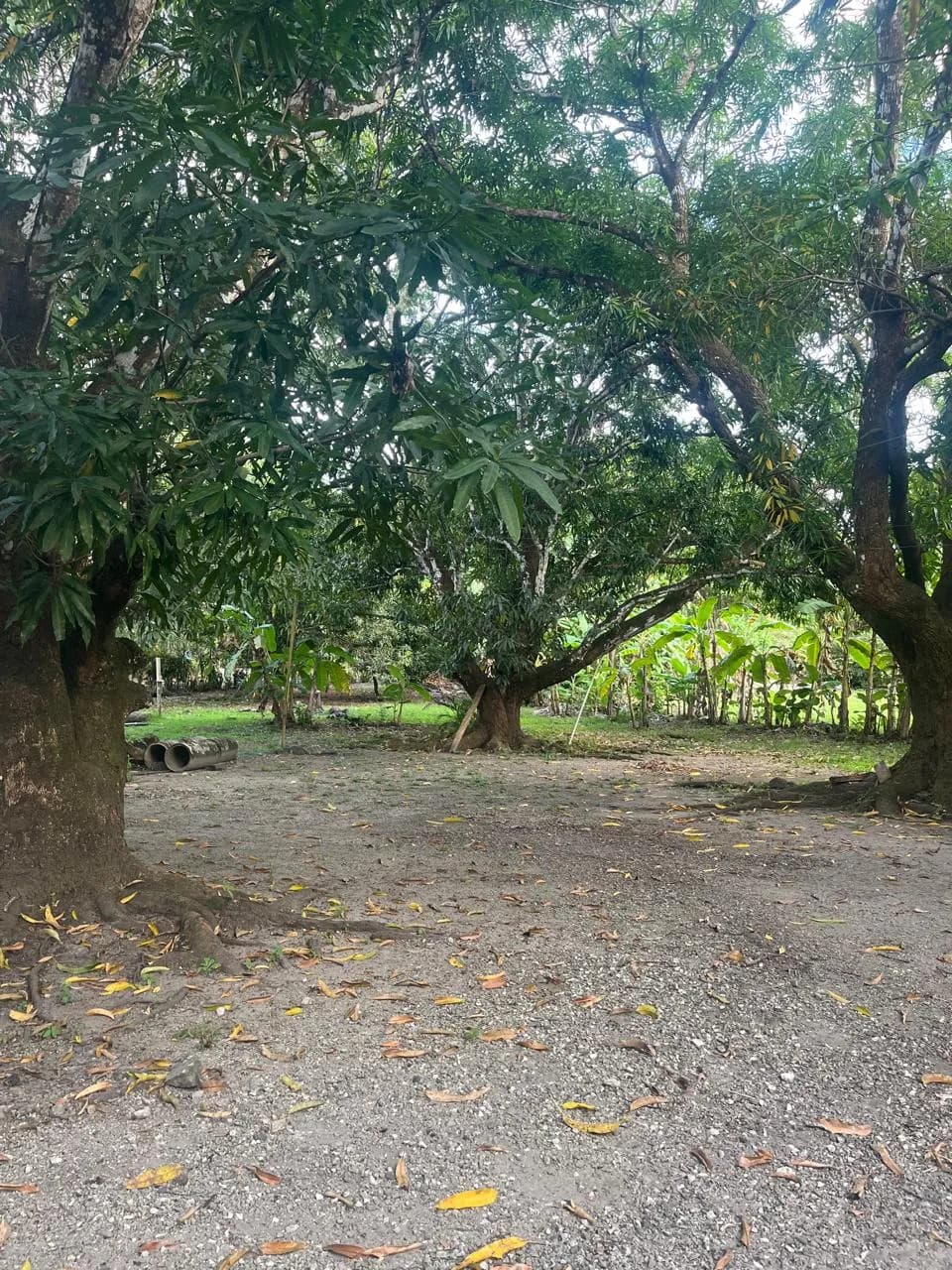 Agua celeste